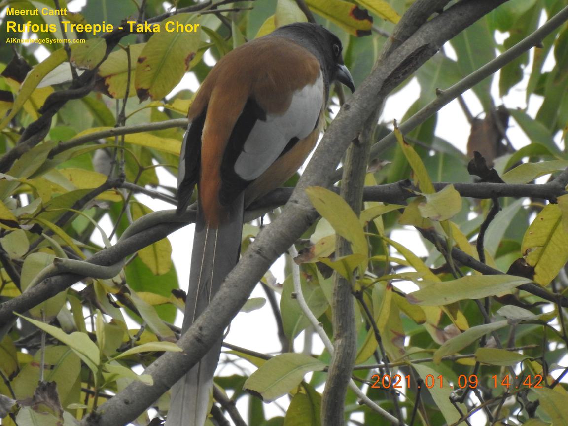 Rufous Treepie (84) Coming Soon